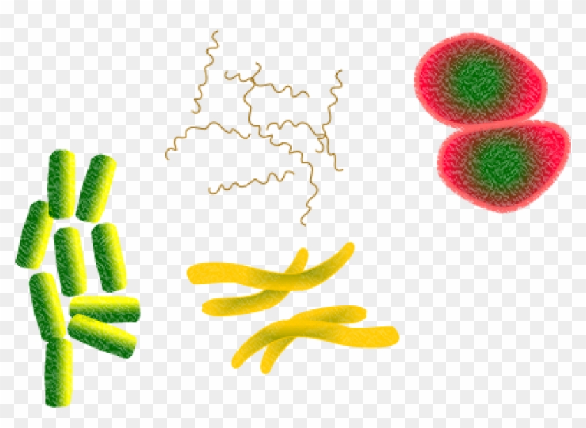 Bacteria #1593176