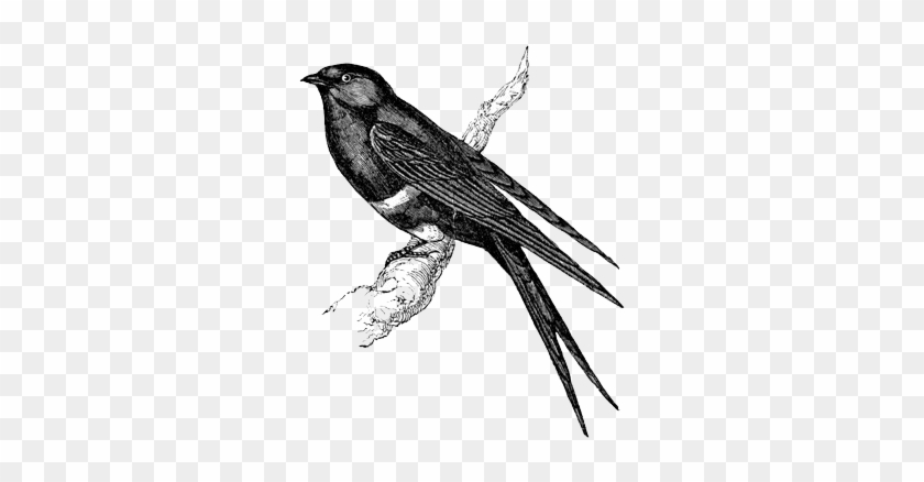 Transparent Images Tumblr - Graphics Bird #1593333