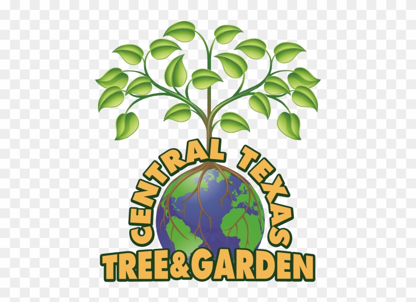 Central Texas Tree And Garden - Globe Tree #1595553