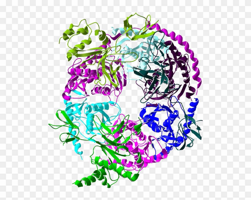 Enzymatic Complexes - Exosome #1596164