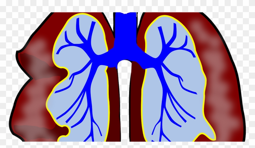Lungs Clip Art #1597750