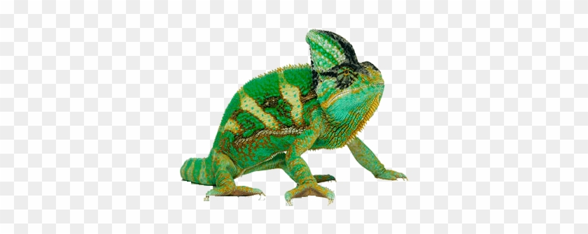 Chameleon Png Transparent Picture - Répteis Png #1602527