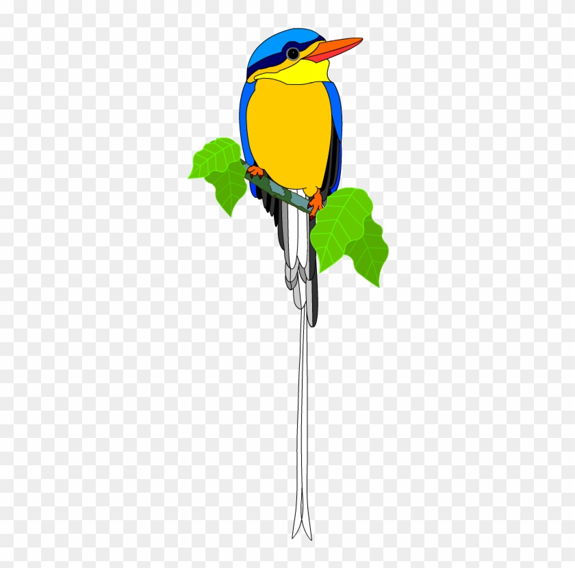Buff-breasted Kingfisher ~ Far North Queensland, Australia - Buff-breasted Kingfisher ~ Far North Queensland, Australia #1602633
