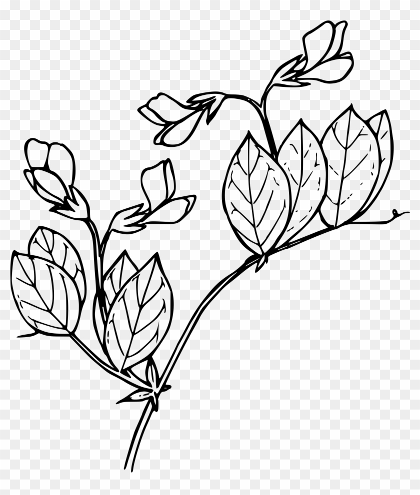 Vector Black And White Download Sierran Pea Big Image - Clip Art #1603259