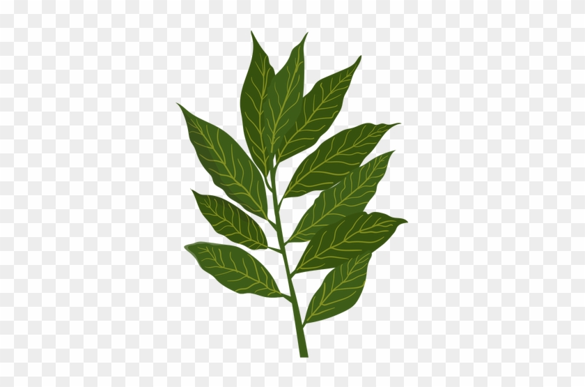 Clip Art Royalty Free Cinnamon Illustration Transparent - Bay Leaves #1605733