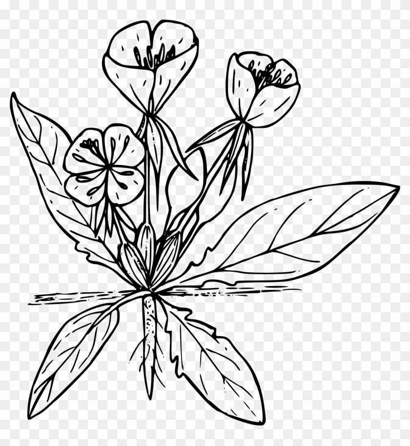 Big Image - Primrose Clipart #1611084