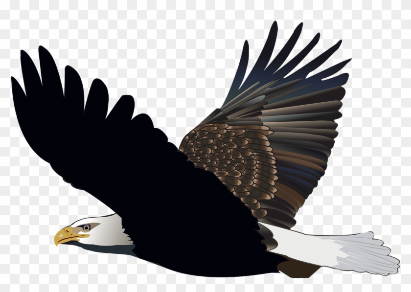 Flying Falcon Cartoon - Burung Elang Png #1612354