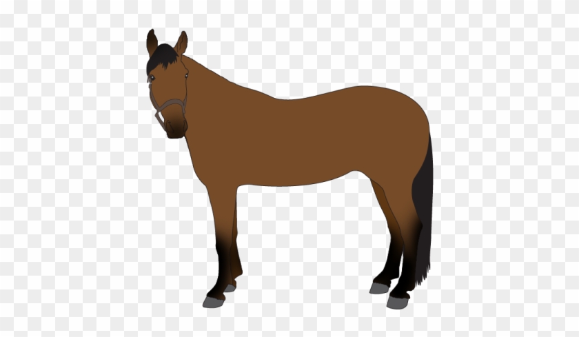 The Clothes Horse Quality Custom Horse Blankets, Tackroom - Sorrel #1612656