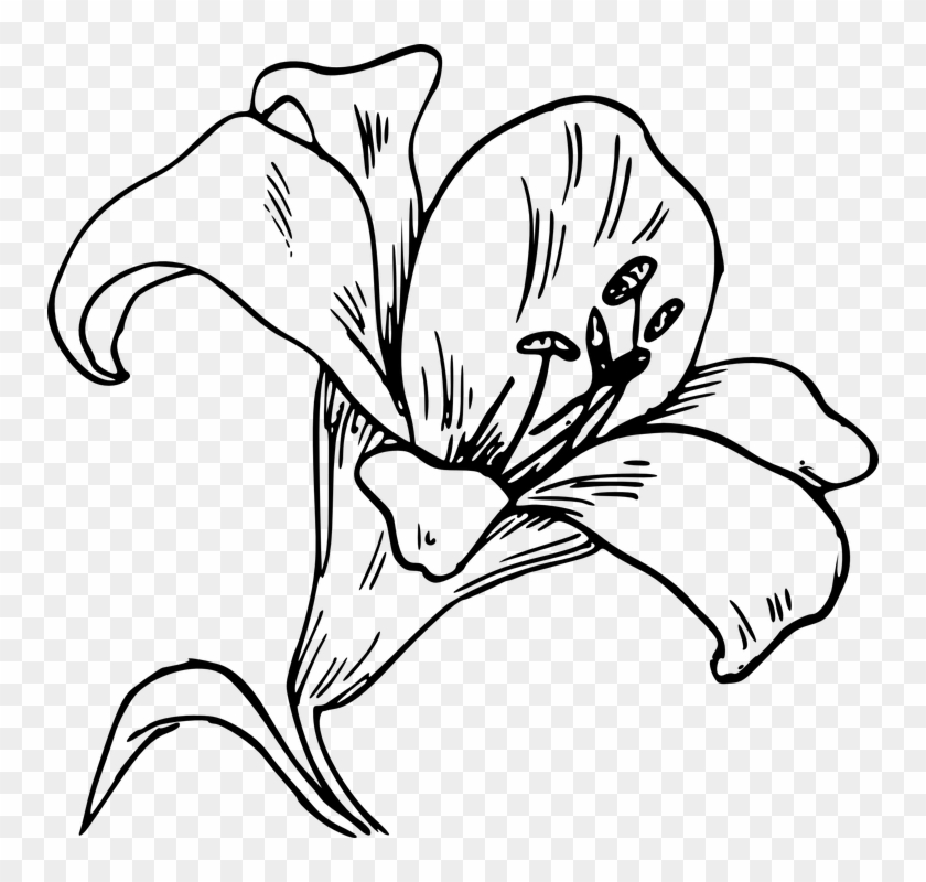 Orquidea Dibujo Para Colorear #1618008