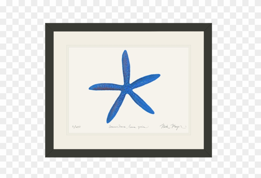 Starfish #1619916