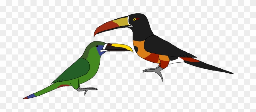 Toucan #1620392