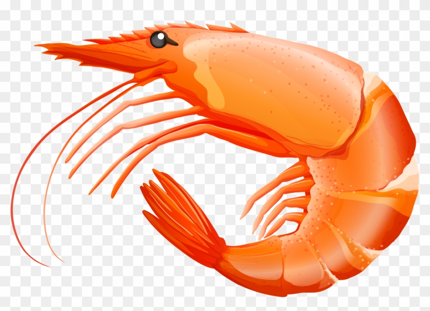 Яндекс - Фотки - Shrimp Clipart #1620667