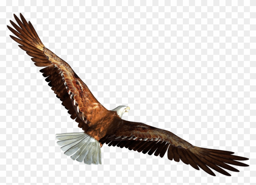 Eagle Graphic Clip Art - Eagle Flying Gif Png #1621698