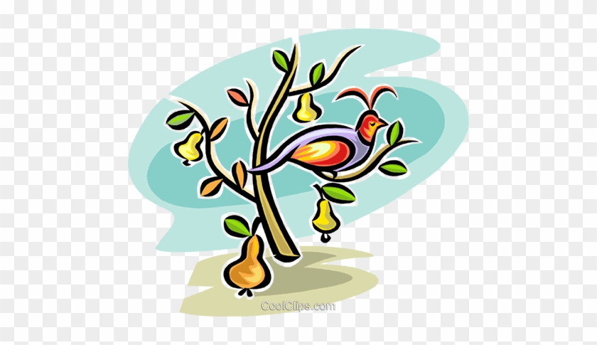 Rebhuhn In Einem Birnbaum Vektor Clipart Bild -vc065299 - Partridge In A Pear Tree Clipart #1622098