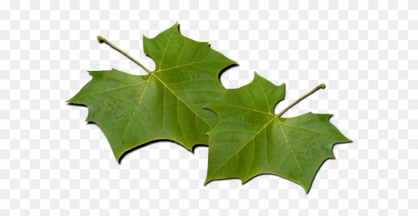 Maple Leaf #1624514