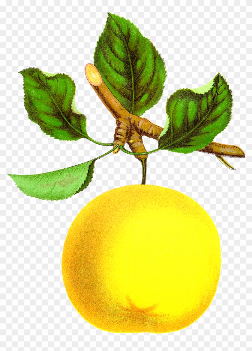 Digital Vintage Apple Clipart Downloads - Vintage Fruits Free Clip Art #253522