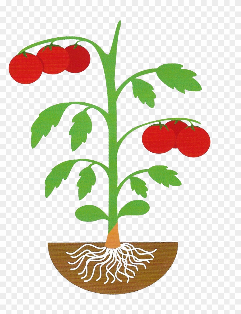 American Takii Sells Rootstock Seed For Cucumbers, - American Takii Sells Rootstock Seed For Cucumbers, #253809