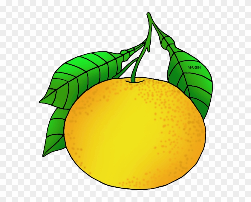 Texas State Fruit - Grapefruit Clipart #253933