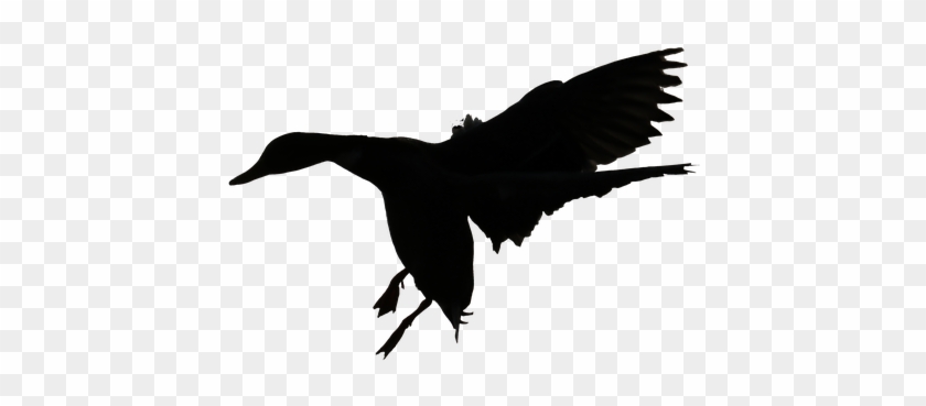 Flying Ducks Silhouette - Duck #1630115