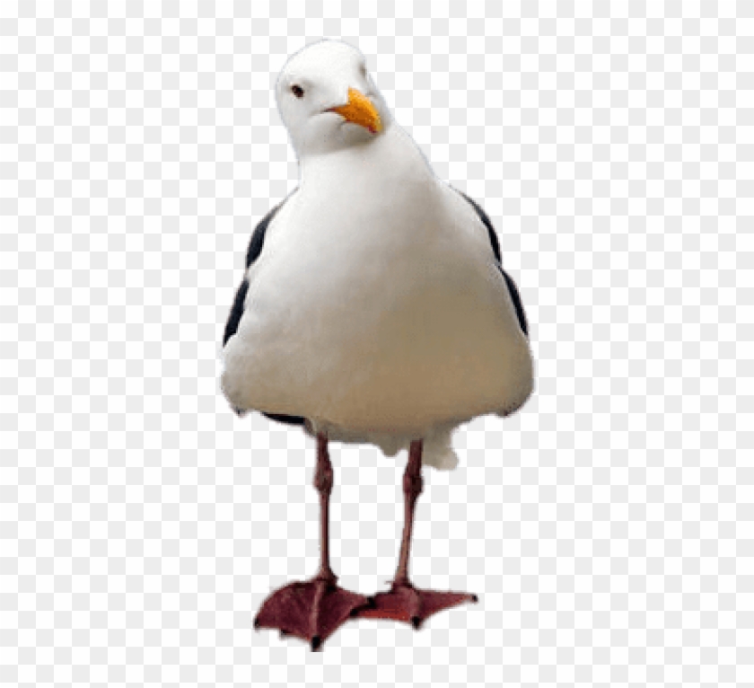 Free Png Download Seagull Tilted Head Png Images Background - Seagull Clipart Png Transparent #1630458