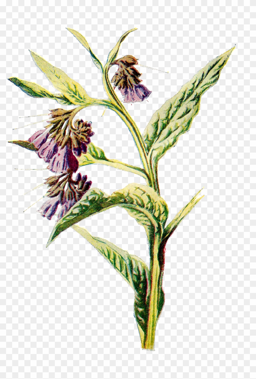 Digital Wildflower Artwork Illustration Downloads - Symphytum #1631874