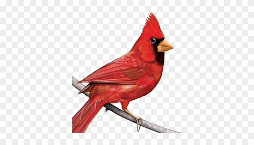 Cardinal Psd Vector Images Vectorhqcom - Cardinal Transparent #1634080