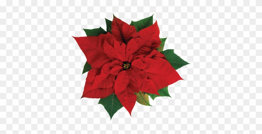 Memorial & Honor Gifts First Presbyterian Church In - Poinsettia Flower #1636539
