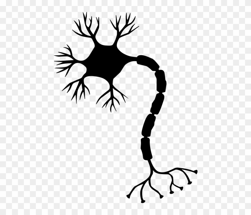 Image By Mohamed Hassan On Pixabay - Nervous System With Neurons Diagram #1641509