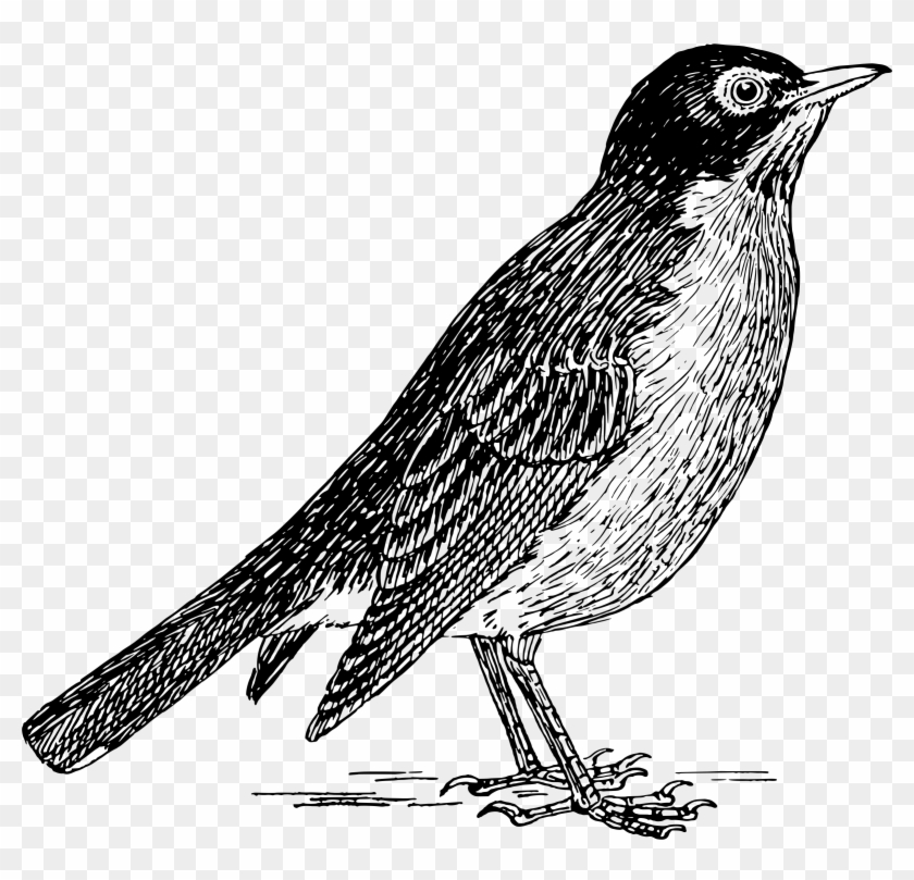 Robin 2 - Robin 2 #1642308