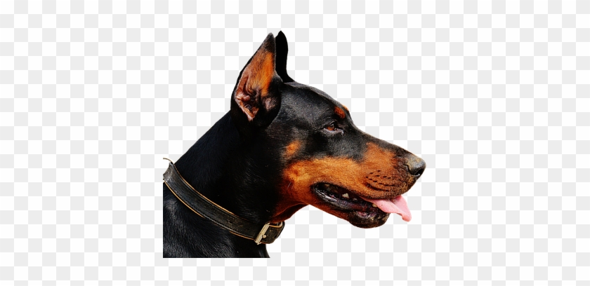 Doberman, Dog, Animal World, Animal, Hundeportrait, - Doberman Pinscher #1643017