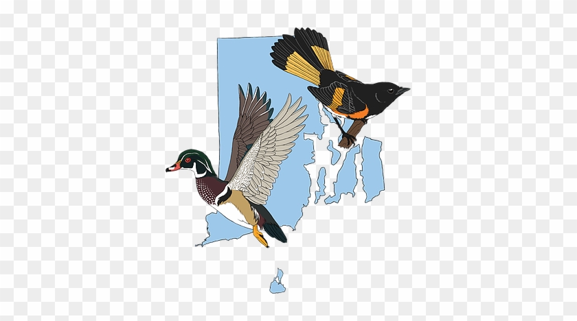 Logo Blue Edit2 - Mallard #1644866