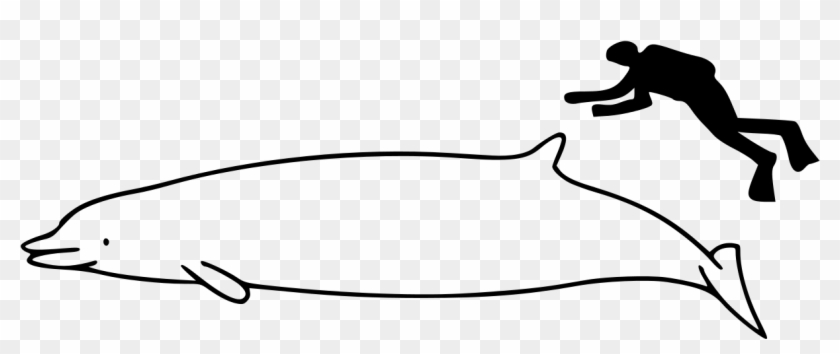 Shepherd's Beaked Whale Size - Narwhal Size Compared To Person #1647828
