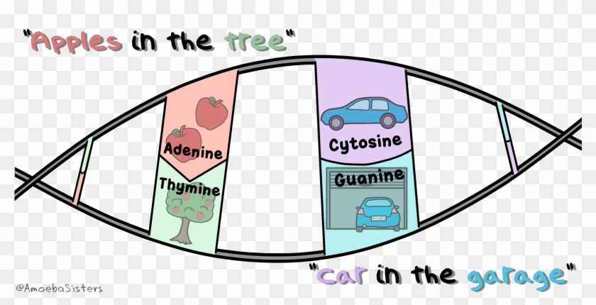 A Mnemonic Device To Remember The Dna Bases A Goes - Dna Base Pairing Mnemonic #1648045