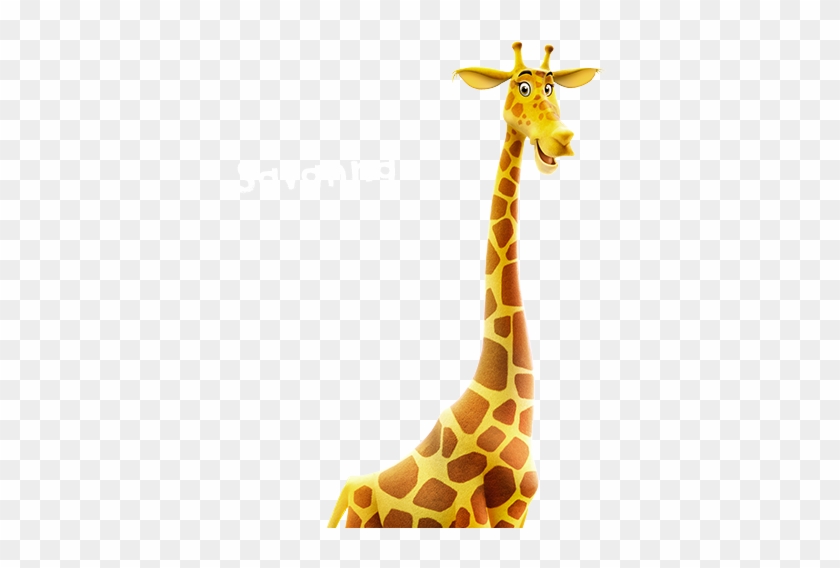 Savannah - Giraffe #1652321