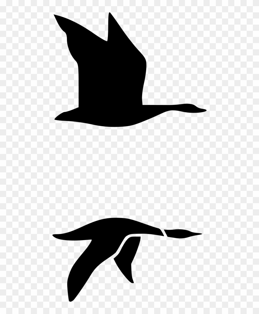 Nature, Personal Use, Loons, - Loon Mountain #1653075