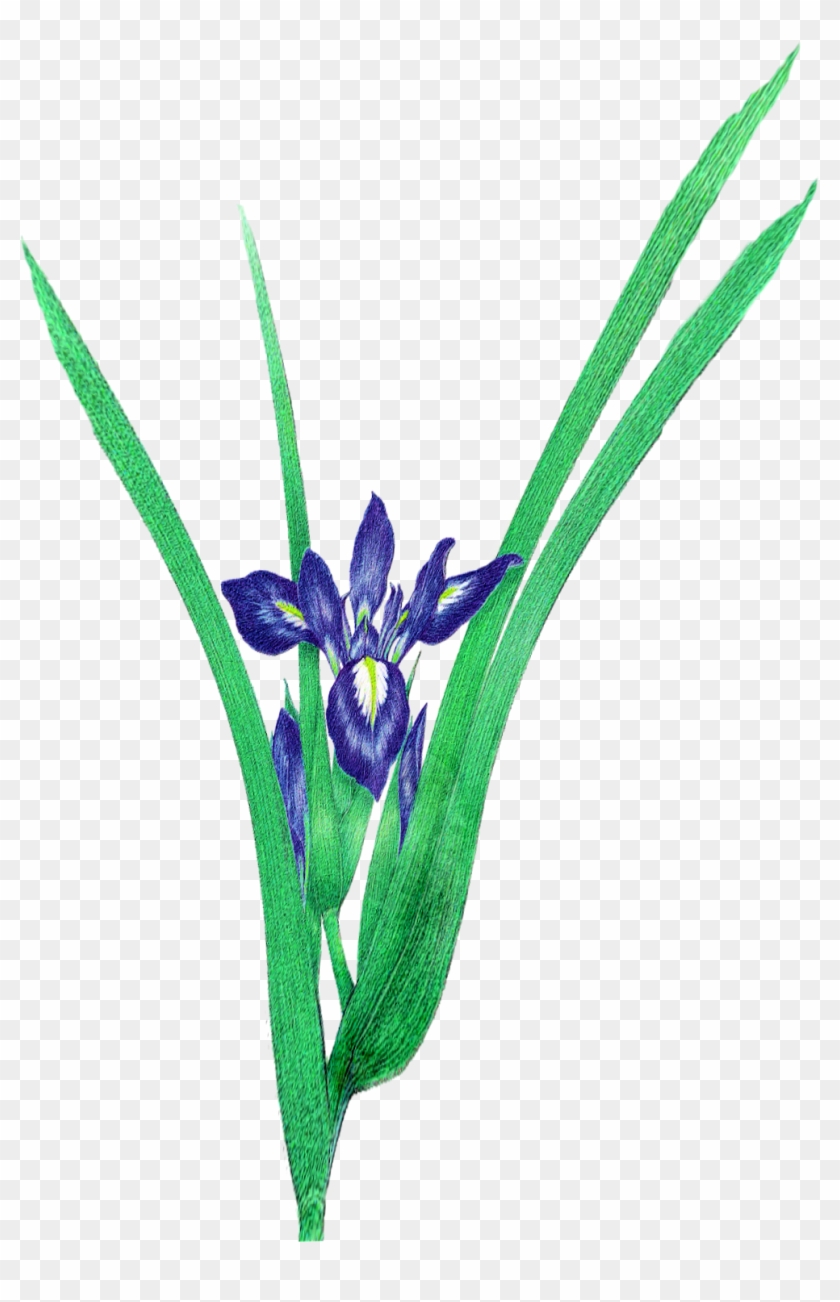 However, This Is My Starting Point At Birth, It Does - Orris Root #1654316
