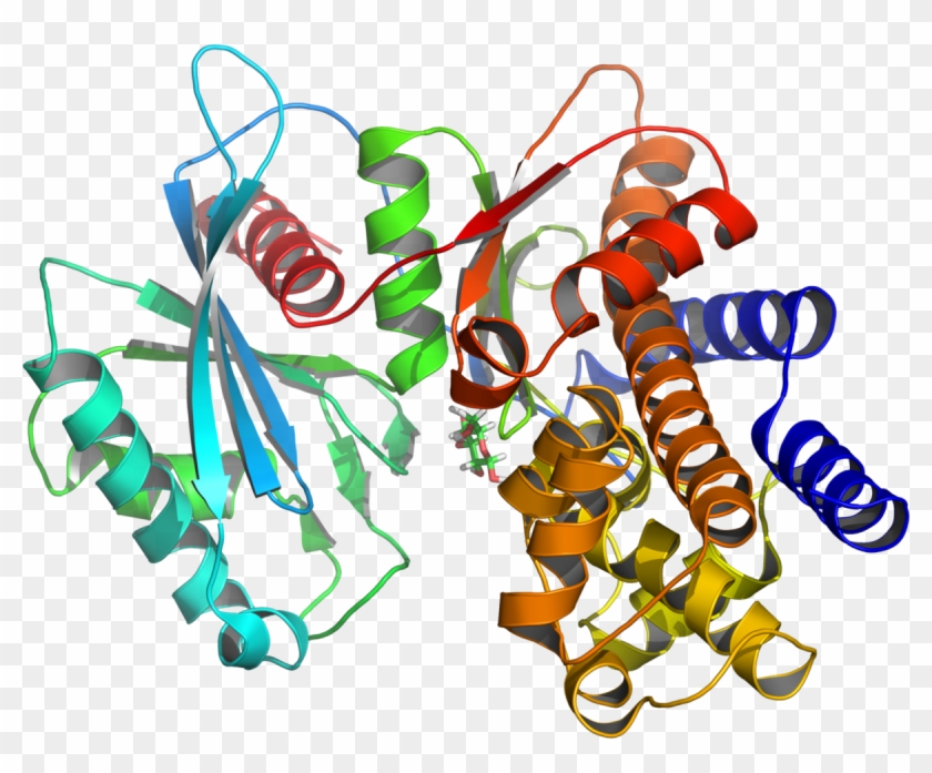 Glucokinase #255610