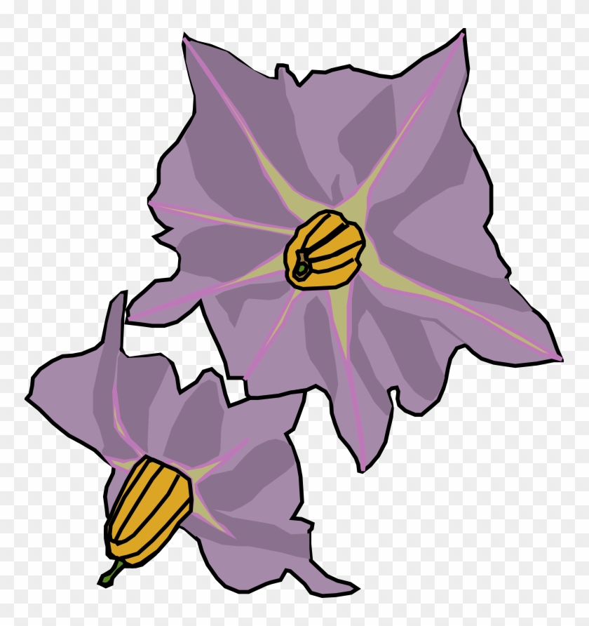 Fountain Pen Drawing - Potato Flower Drawing #256588
