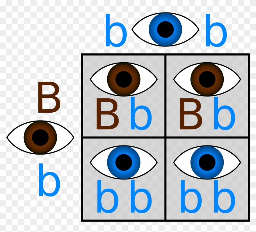 So - Punnett Square Eye Color #256889