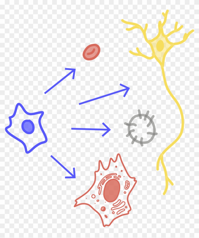 Cells With The Potential To Turn Into A Specialized - Cells With The Potential To Turn Into A Specialized #1657150