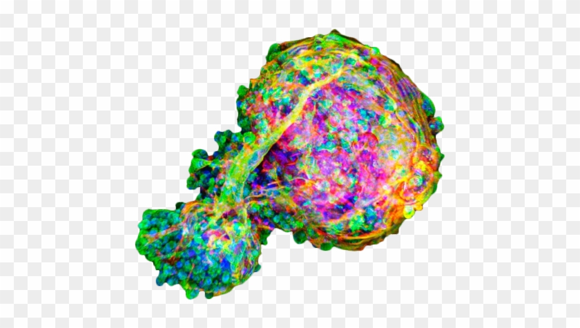 Embryoid Bodies, Fluorescent Light Micrograph - Embryoid Bodies, Fluorescent Light Micrograph #1657174