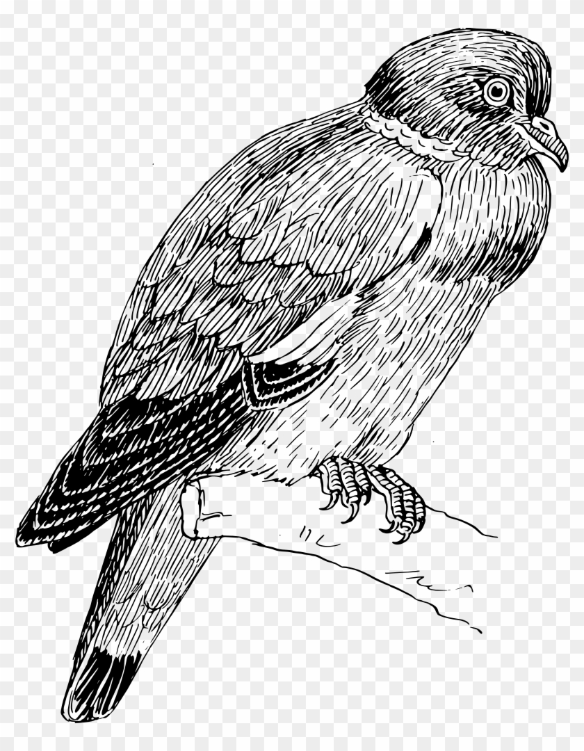 Hawk #1661603
