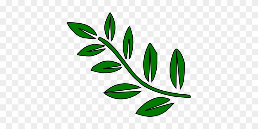 Fern, Leaves, Green, Palm, Tree - Leaves On A Branch Clip Art #1661886