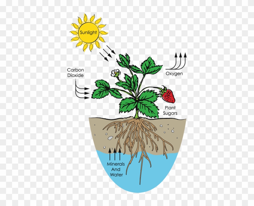 With Fast Growing Plants Civic Garden Center - With Fast Growing Plants Civic Garden Center #1662985