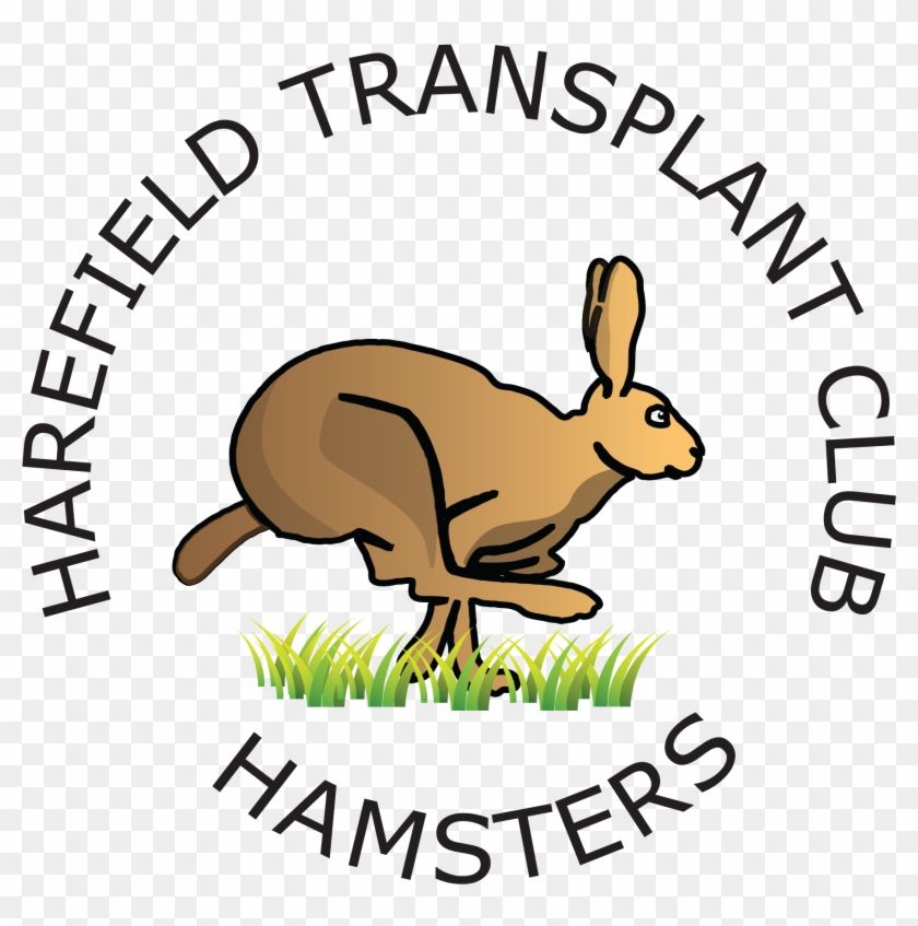 Harefield Hamsters - Domestic Rabbit #1667132