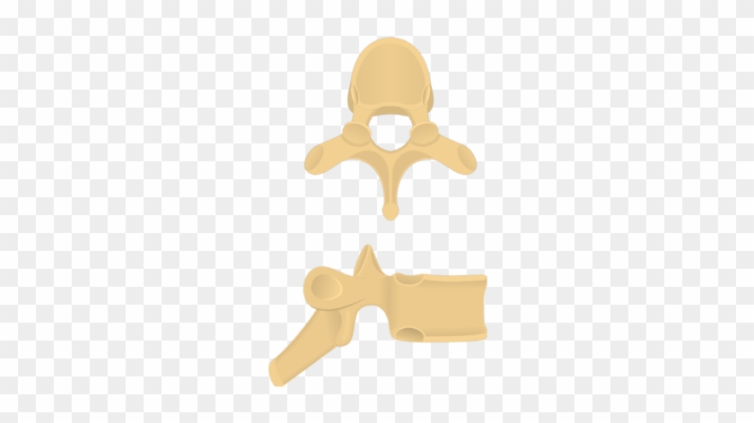 Superior And Lateral Views Of A Thoracic Vertebra - Lateral View Of Thoracic Vertebra #1667648