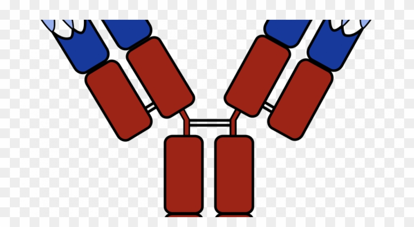 Combination Therapy Is The Future Of Immuno-onclogy - Anticorpo Jpg #1667755