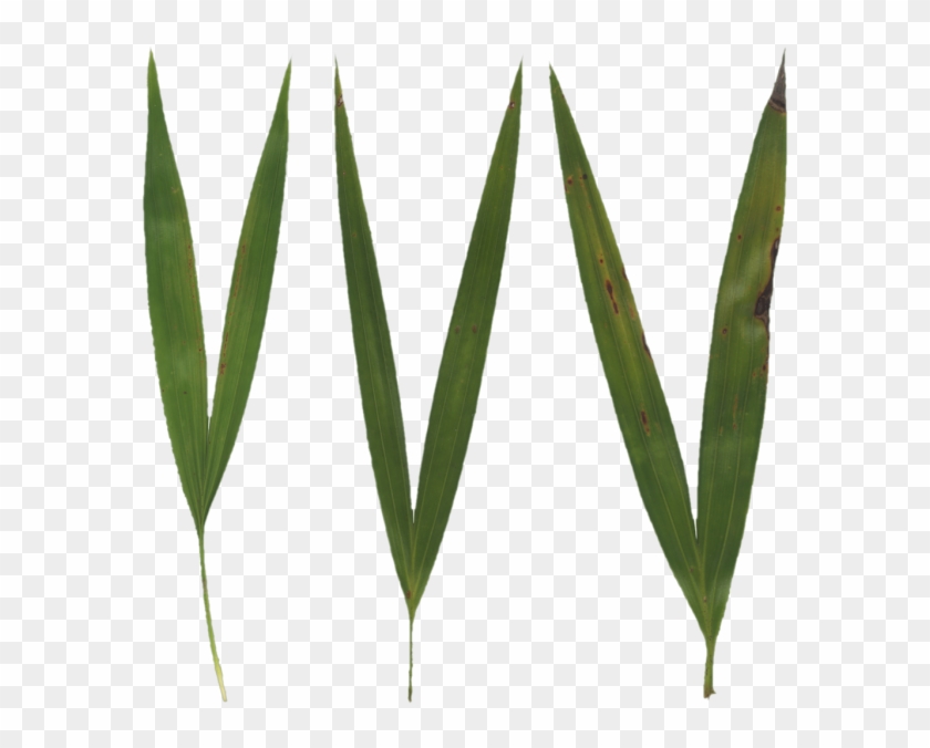 600 X 600 5 - Grass Blade Texture #1668634