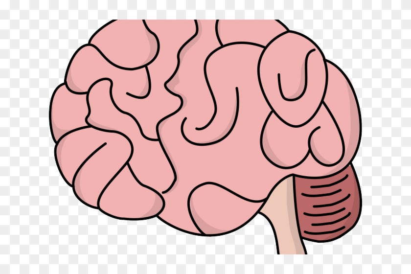 Photos Clipart Brain - Brain Clipart #1674957