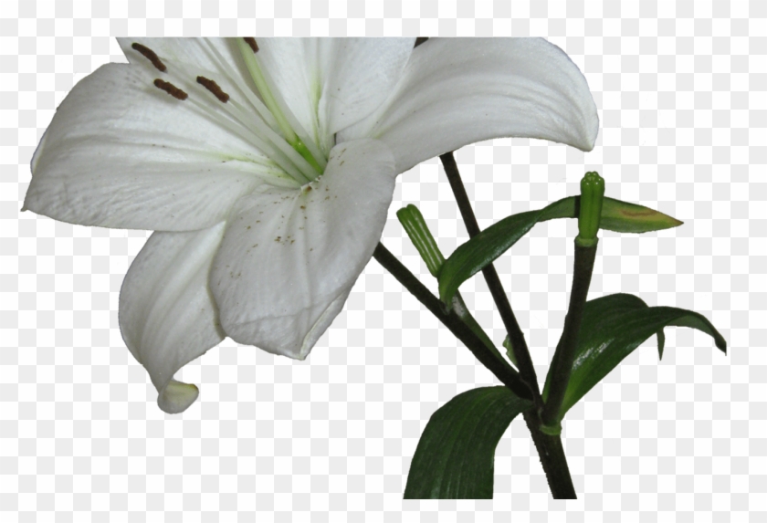 White Lily Flowers Png Transpa Gardening Flower And - White Lily Transparent Background #1675149